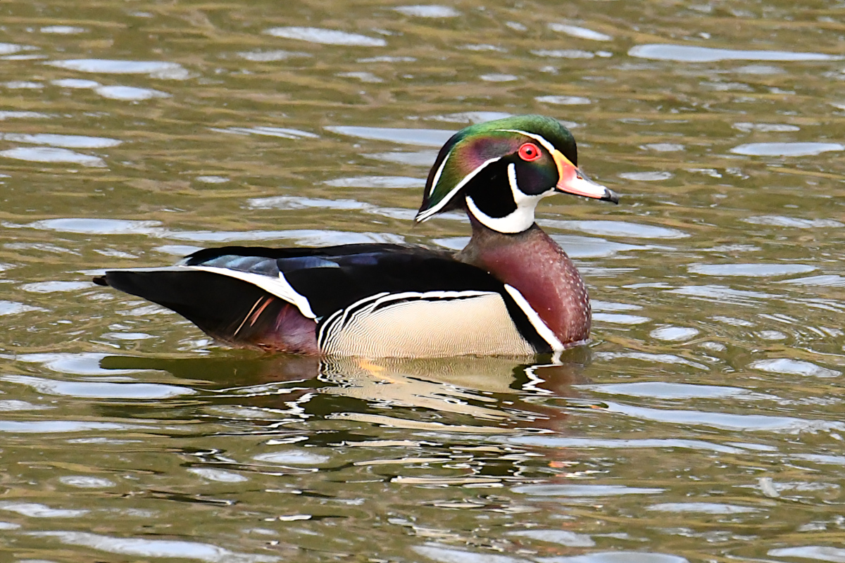 Weekend at Washington Park Lake 05