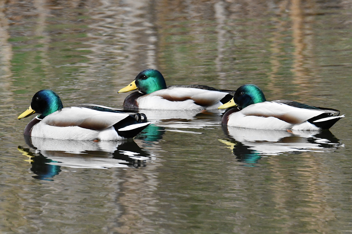 Weekend at Washington Park Lake 08