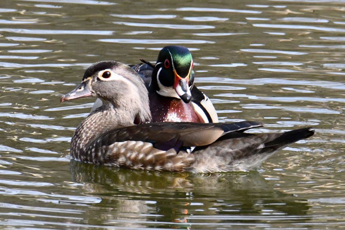 Weekend at Washington Park Lake 09