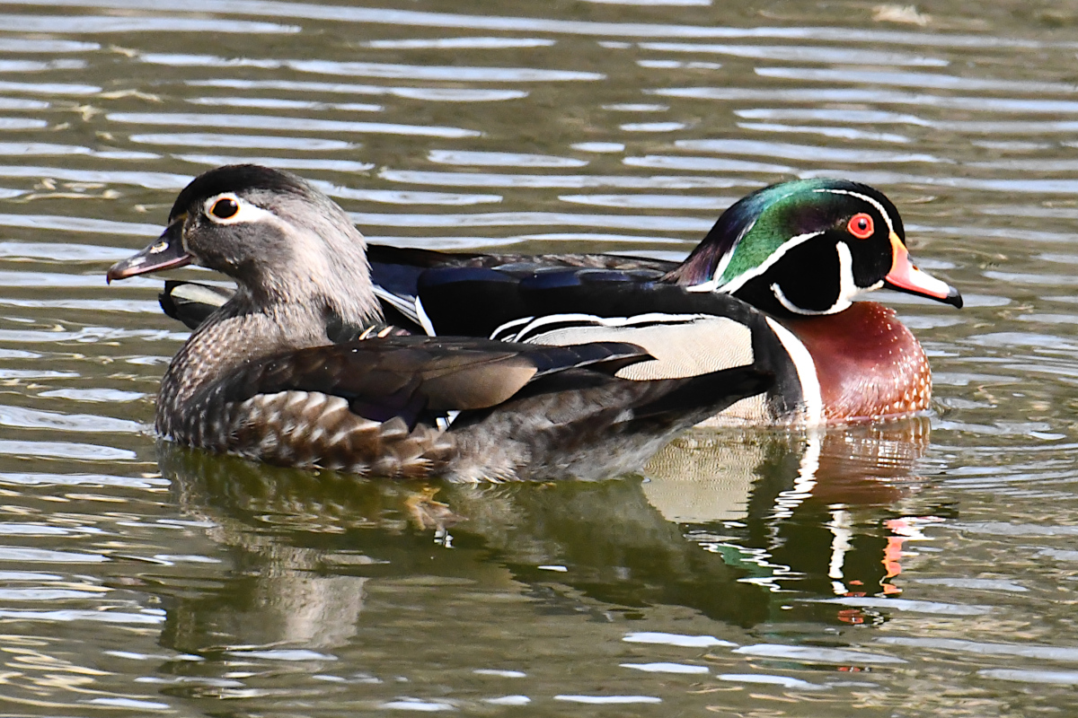 Weekend at Washington Park Lake 10