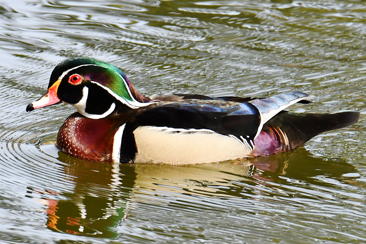 Weekend at Washington Park Lake 11