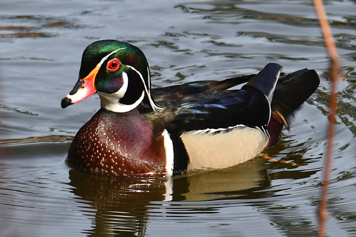 Weekend at Washington Park Lake 12