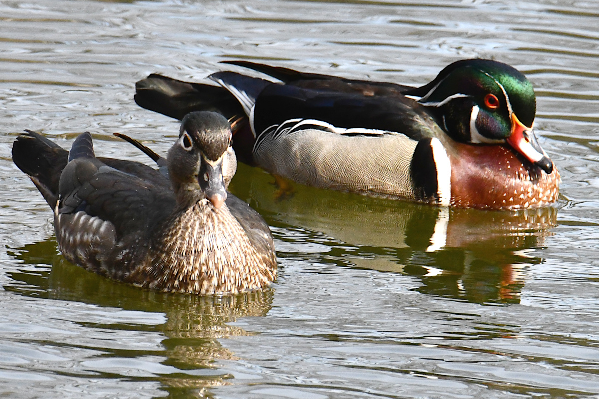 Weekend at Washington Park Lake 13
