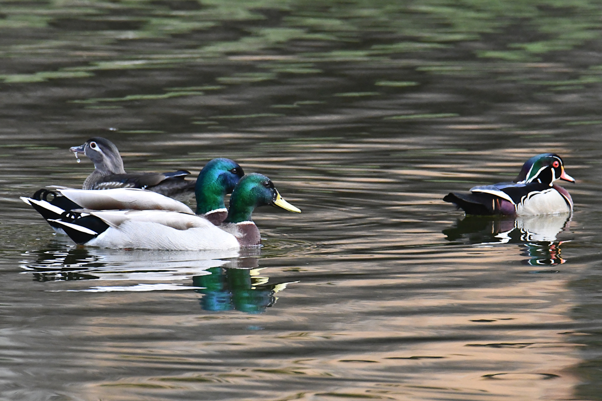 Weekend at Washington Park Lake 15