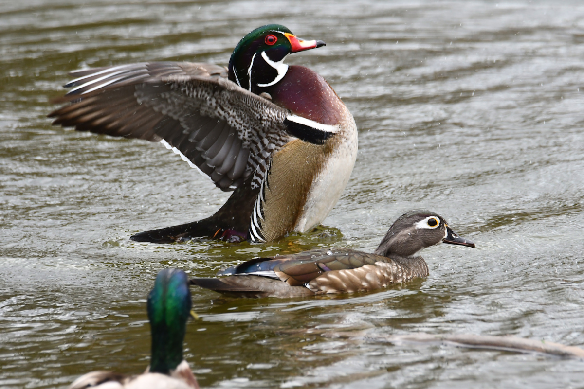 Weekend at Washington Park Lake 16