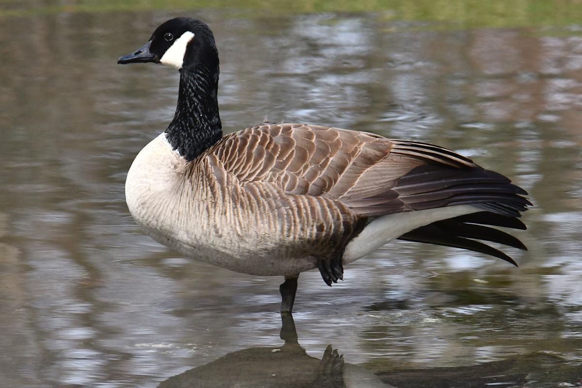 Weekend at Washington Park Lake 17