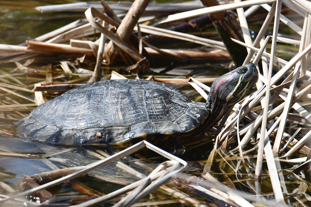 Weekend at Washington Park Lake 19