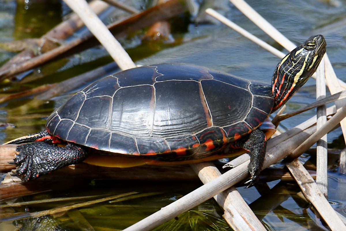 Weekend at Washington Park Lake 20