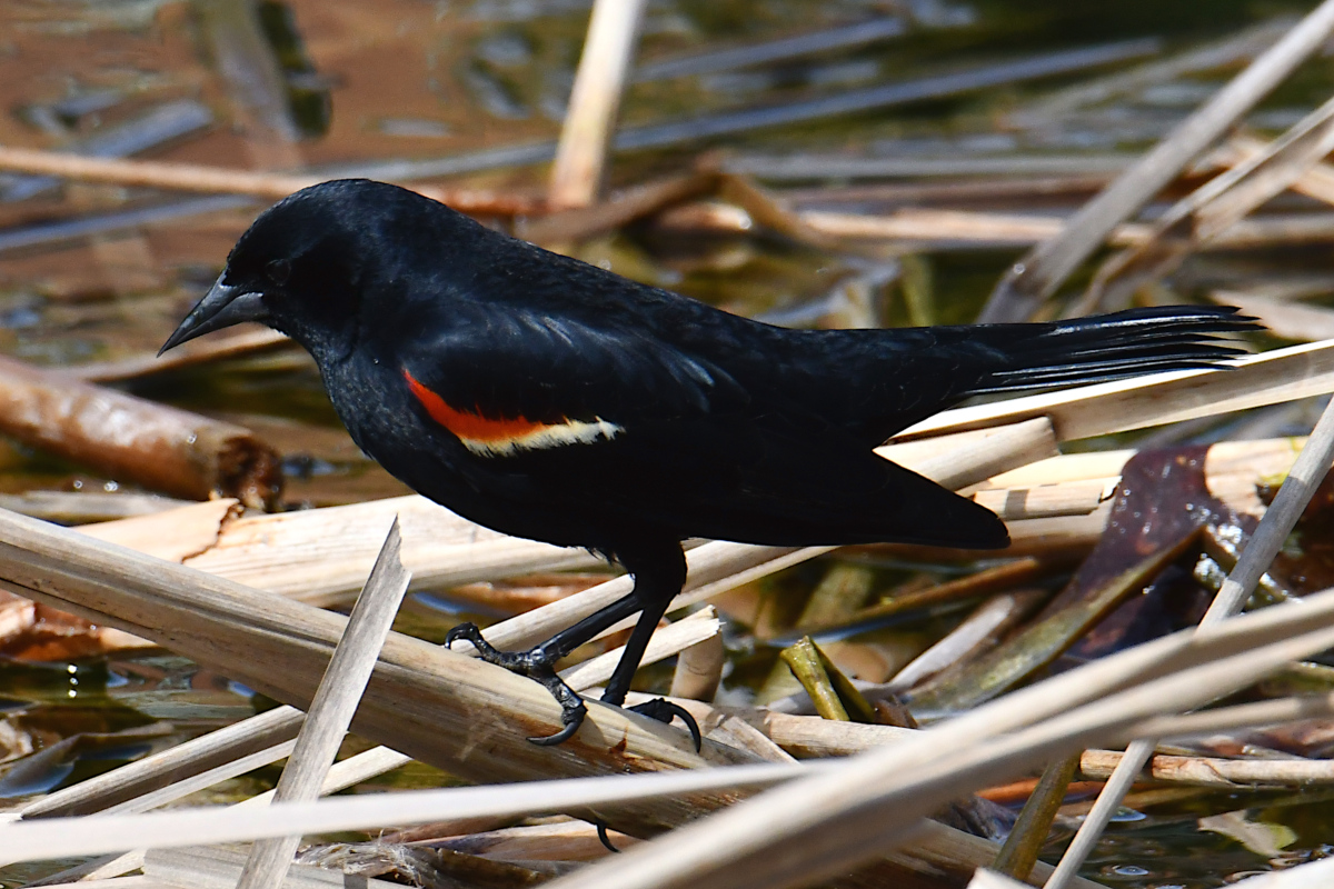 Weekend at Washington Park Lake 22