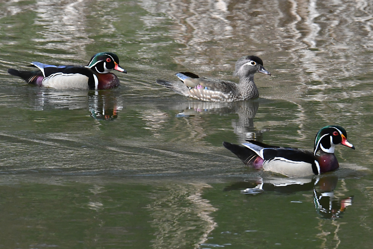 Weekend at Washington Park Lake 23