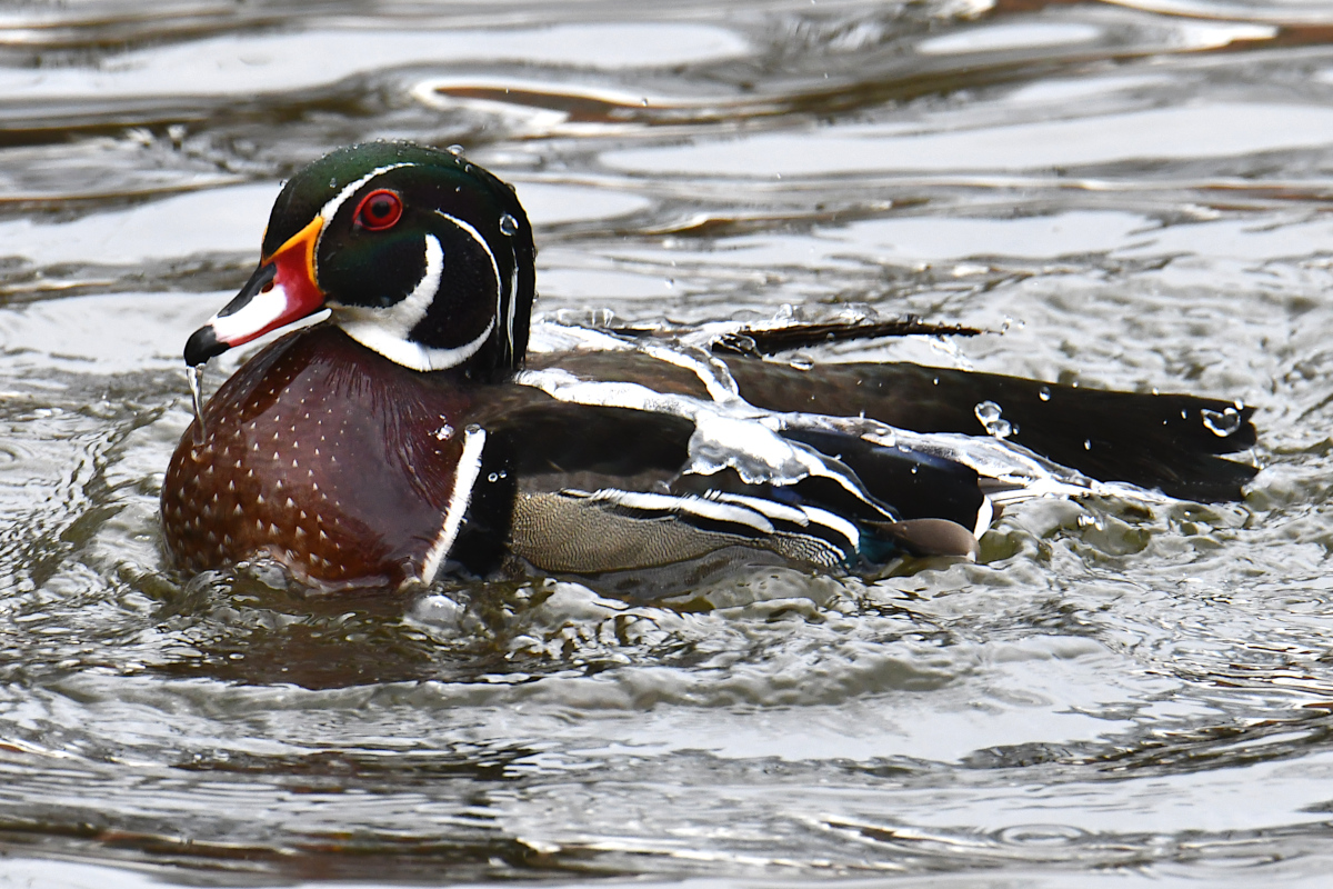 Weekend at Washington Park Lake 24