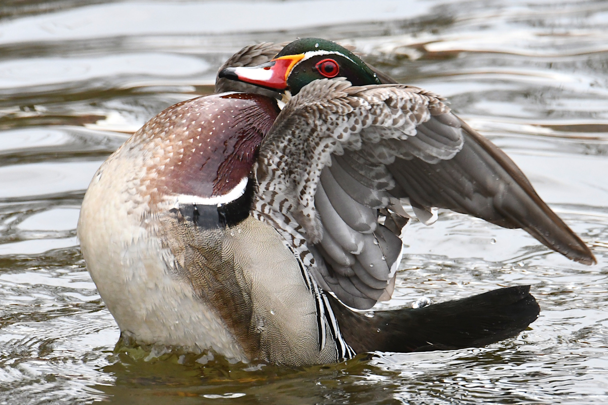 Weekend at Washington Park Lake 25