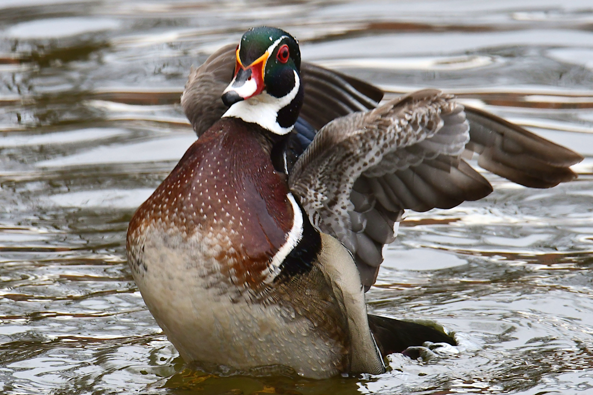 Weekend at Washington Park Lake 26