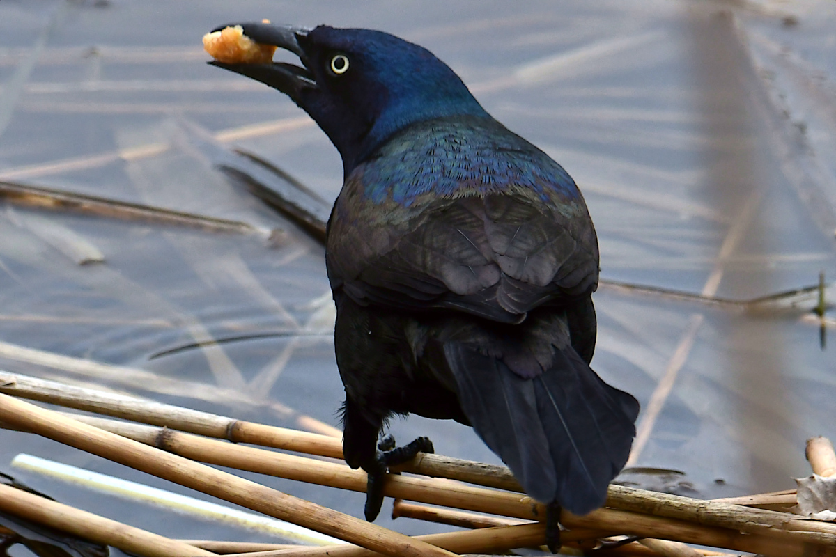 Weekend at Washington Park Lake 29