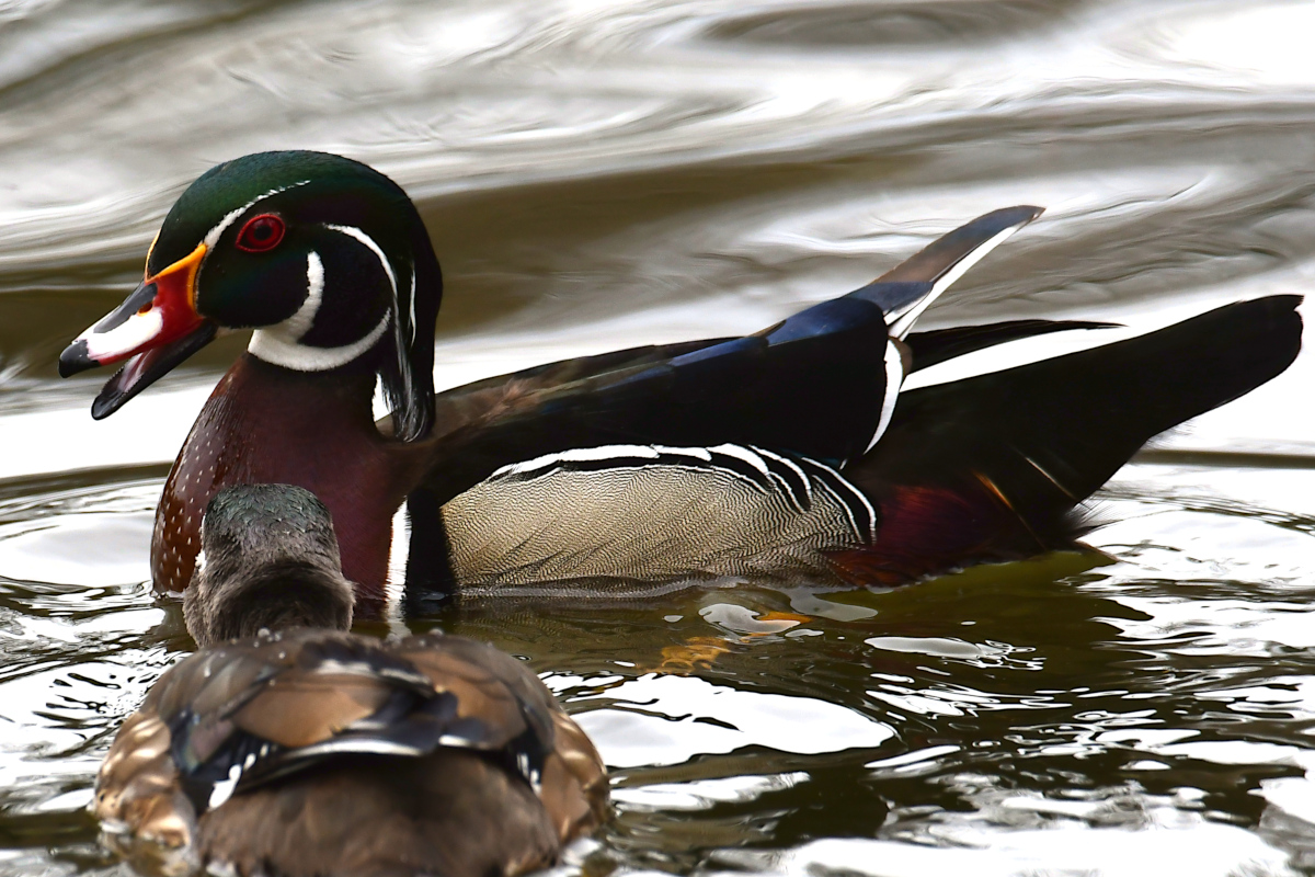 Weekend at Washington Park Lake 31