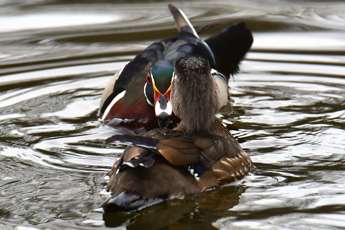 Weekend at Washington Park Lake 32